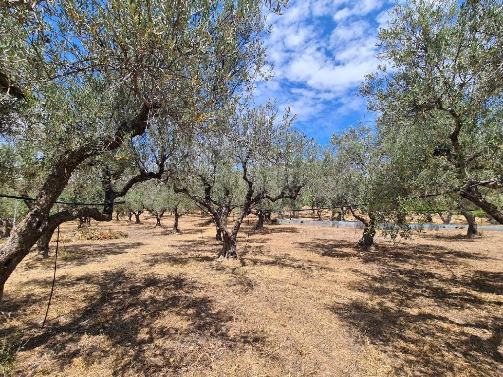 Paralia Demonias Το Κτήμα Της Ελιάς Του Τάκηゲストハウス エクステリア 写真